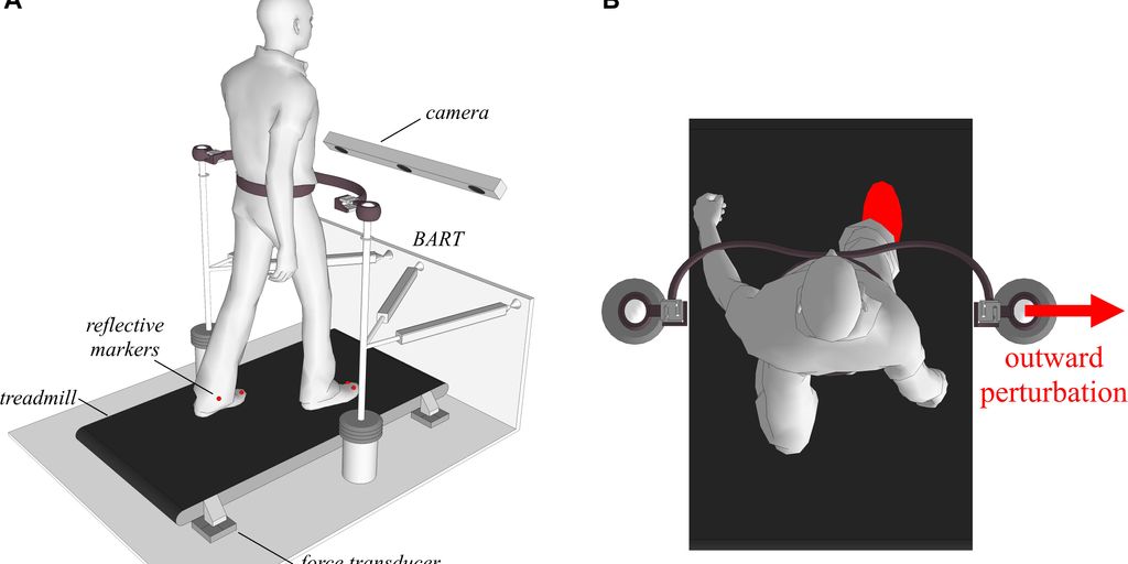 foot anatomy illustration, biomechanics concept